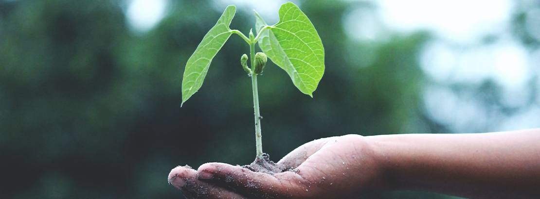 Importância da sustentabilidade nas empresas