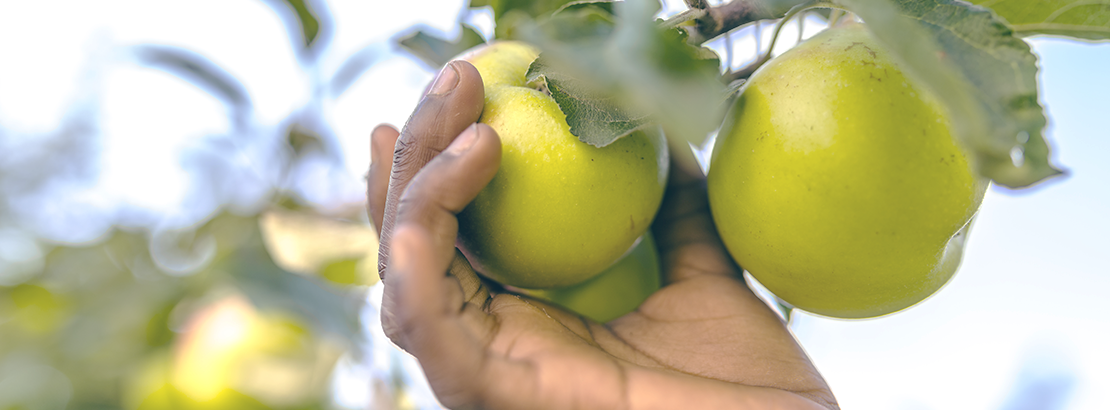 Aprenda a cultivar um pomar